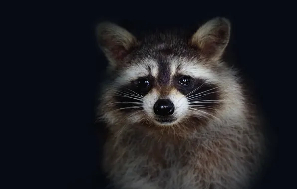 Look, the dark background, portrait, raccoon, black background, face