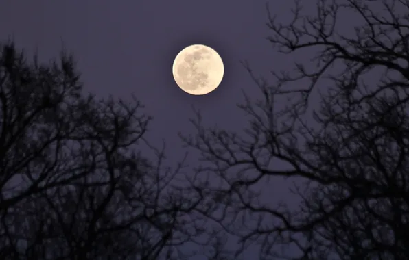 The sky, trees, night, branches, nature, the moon, the full moon
