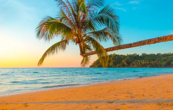 Sand, sea, wave, beach, summer, the sky, palm trees, shore
