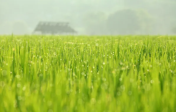 Greens, field, nature, Rosa, spring, may, August Huang Photography