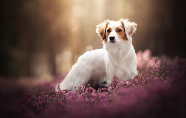 Picture nature, each, dog