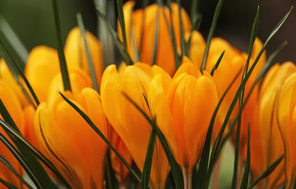 Leaves, macro, flowers, spring, crocuses, orange, buds