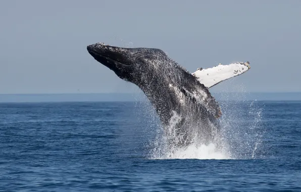 Ocean, jumping, whale, humpback