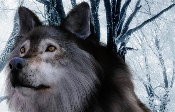 Look, wolf, Grey, ART, winter, Wolf, look, Gray