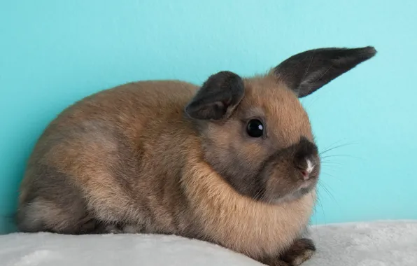 Look, hare, rabbit, fur, face, Bunny, beige, blue background