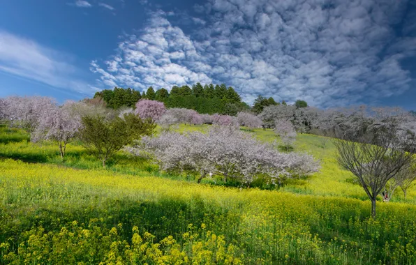 Trees, mountains, cherry, spring, Sakura, slope, Asia, flowering