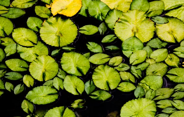 Greens, leaves, lake, Lily