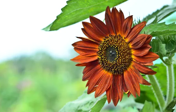 Picture summer, macro, sunflower, morning