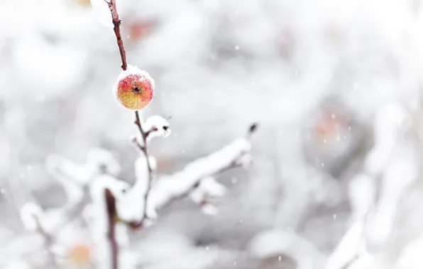 Winter, snow, nature, Apple, branch