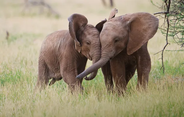 Pair, Africa, elephants