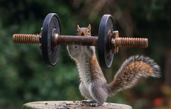 Nature, sport, stump, protein, athlete, pancakes, Jock, rod