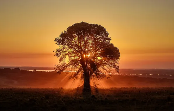 Picture the sky, sunset, tree
