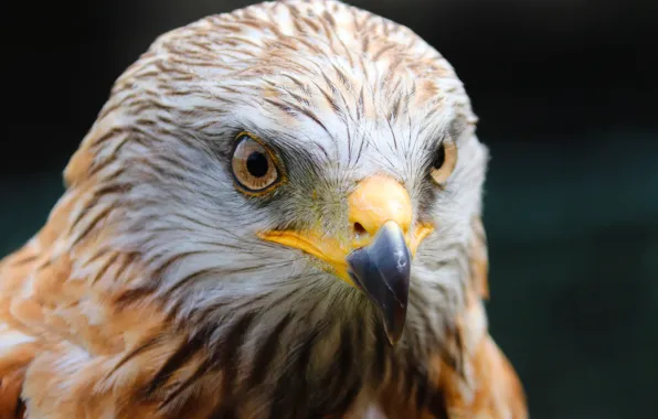 Look, bird, head, beak, bird, hawk, closeup, hawk