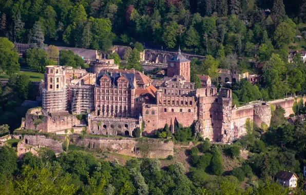Picture forest, trees, castle, Germany, the view from the top, Heidelberg Castle