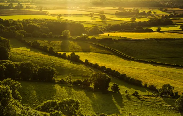 Greens, field, light, trees, landscape, nature, hills, England