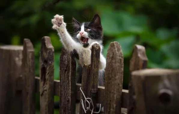 Picture the fence, kitty, foot, Yuriy Korotun