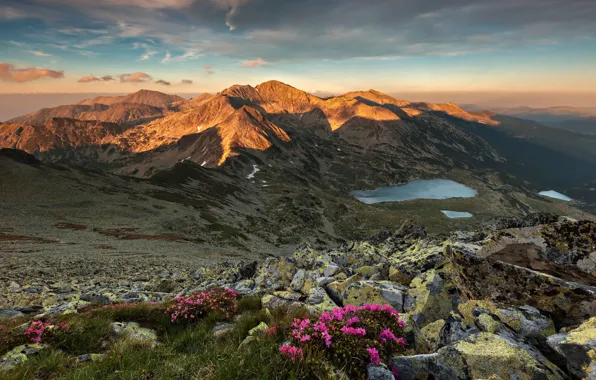 Grass, sunset, flowers, mountains, stones, lake, Romania, rhododendrons