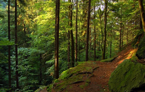 Forest, trees, nature, moss