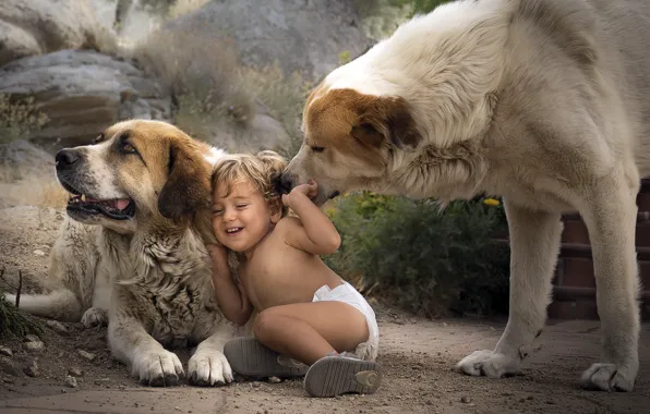 Dogs, boy, friends