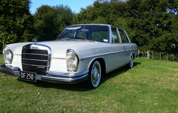 Picture Mercedes-Benz, 1967, 250_S