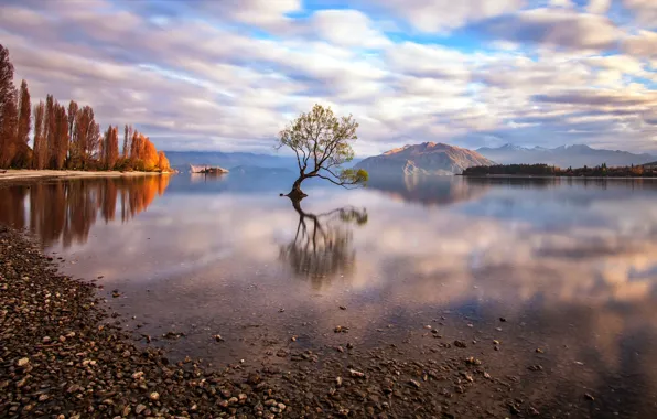 Picture trees, nature, lake