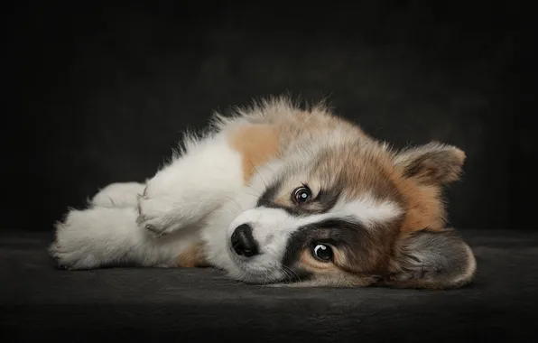 Look, pose, the dark background, legs, dog, baby, puppy, lies