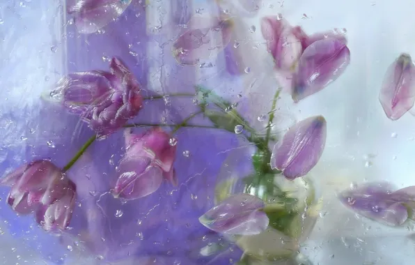 Picture glass, drops, flowers, petals, tulips, composition, Still life
