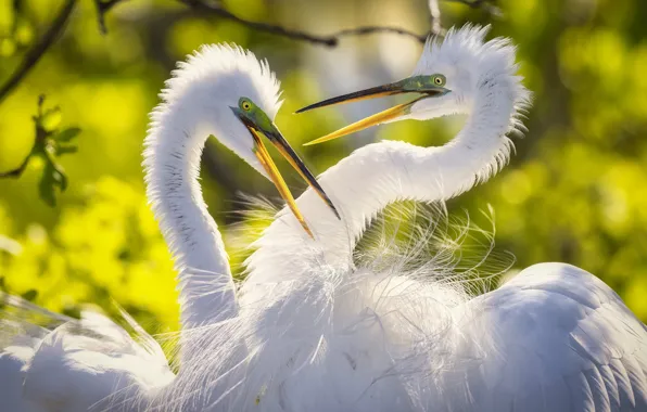 Birds, pair, white, Heron, herons