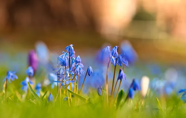 Light, flowers, blue, glade, primrose, Scilla