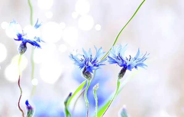 Light, flowers, light background, blue, bokeh, cornflowers, composition