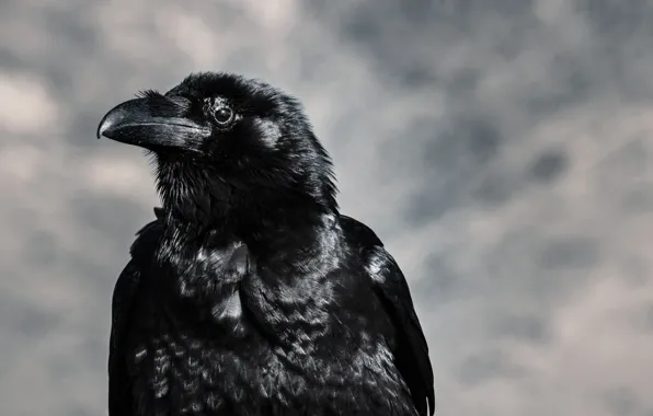 Bird, beak, Raven