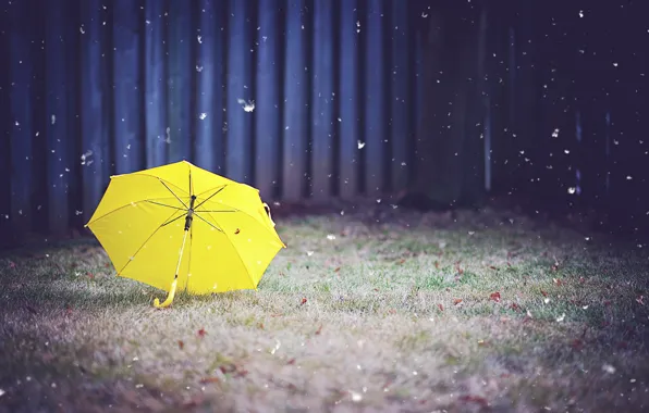 Picture grass, yellow, umbrella, yard