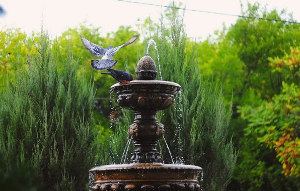 Picture WATER, DROPS, GREENS, SQUIRT, TREES, FOUNTAIN, BIRDS, The BUSHES