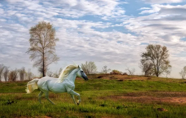 Picture landscape, nature, horse