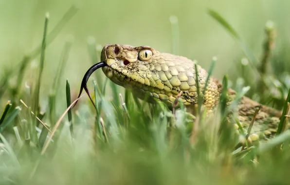 Language, grass, nature, snake, head