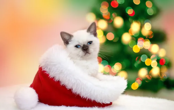 Picture cat, cat, hat, New year, fur, kitty, garland, Christmas