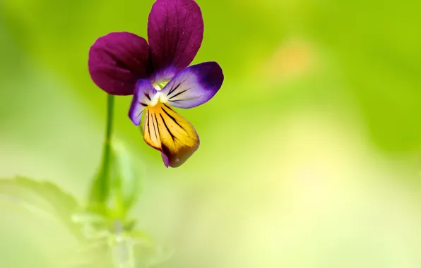 Flowers, blue, background, Pansy
