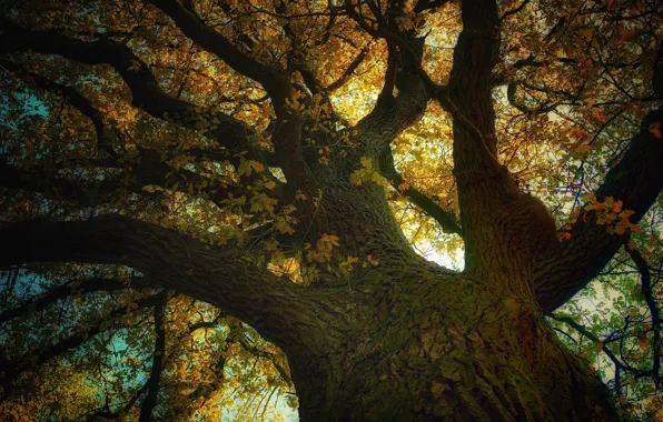 Branches, tree, oak