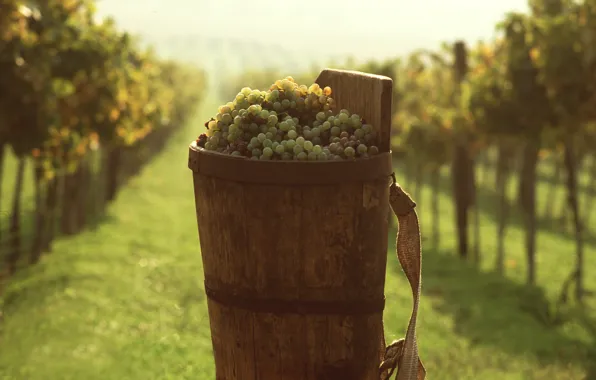 Grapes, bucket, vineyard, Food