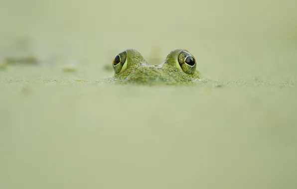 Frog, wildlife, camouflage, looking out