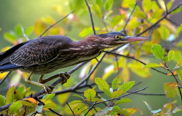 Bird, foliage, branch, the American green Heron, green heron