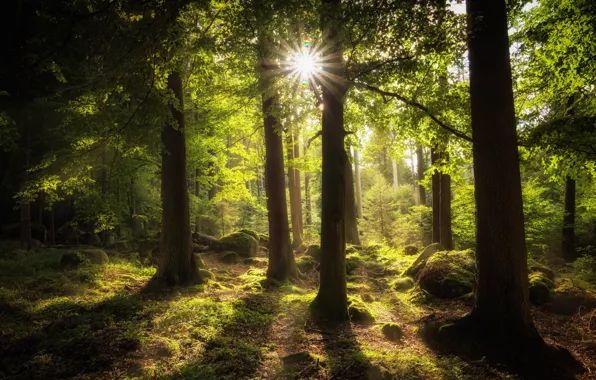 Picture forest, the sun, rays, trees