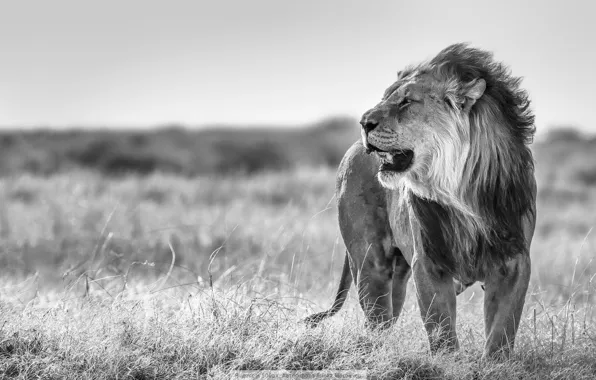 Nature, Leo, black and white
