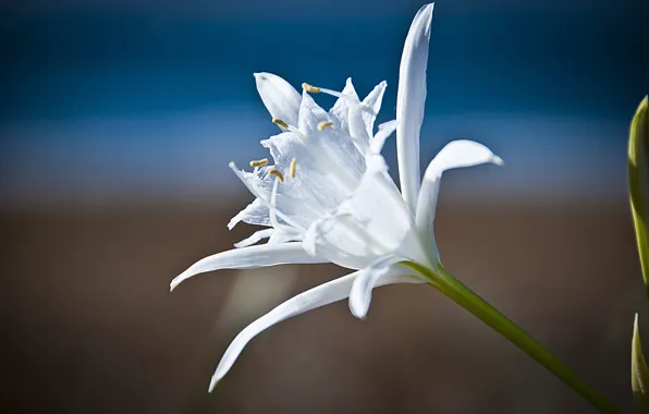 Macro, nature, Lily, petals