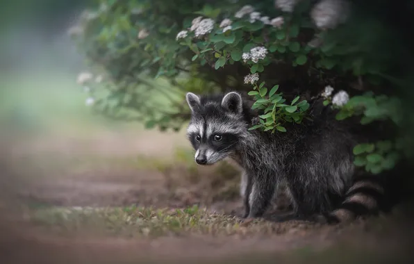 Picture raccoon, cub, the bushes, Lyudmila Bogush