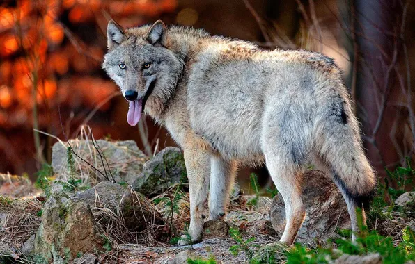 Nature, predator, animal, wolf, wildlife, portrait, portrait., Canis lupus. face