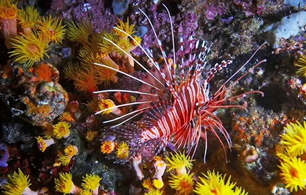 Picture fish, corals, underwater world