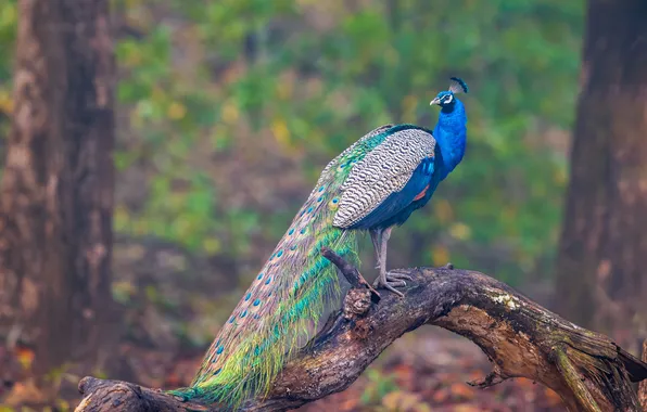 Nature, bird, tail, peacock