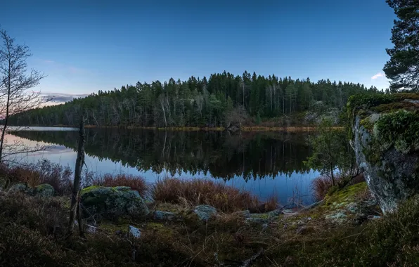Forest, the sky, grass, water, trees, reflection, river, stones