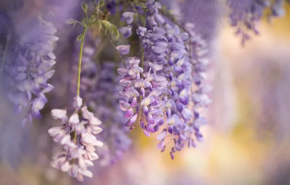 Picture flowers, nature, spring, Wisteria, Wisteria